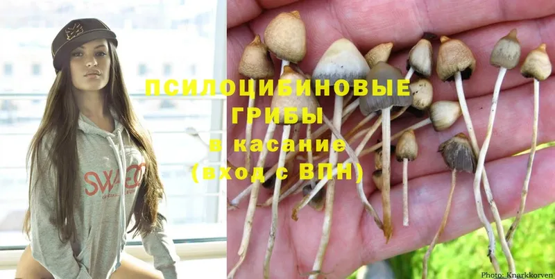 Псилоцибиновые грибы Psilocybe  Нарткала 